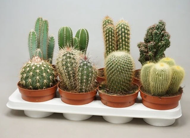 Cactus Mix (P13)
