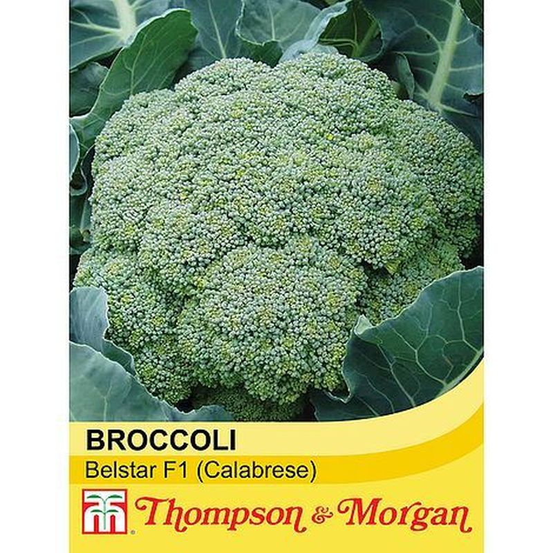Broccoli 'Belstar' F1 Hybrid (Calabrese)