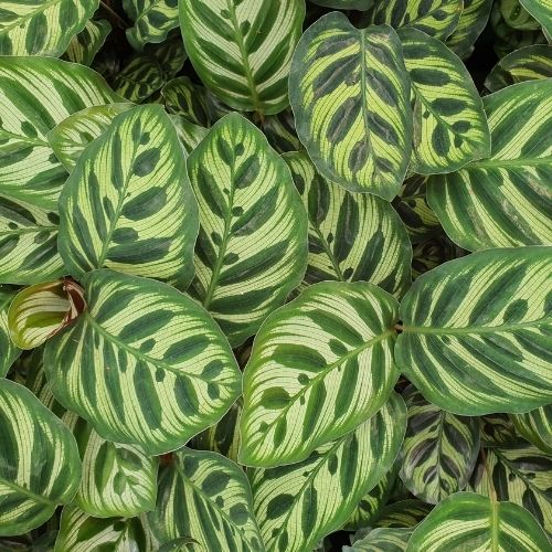 Calathea Makoyana (P14) - Image 2