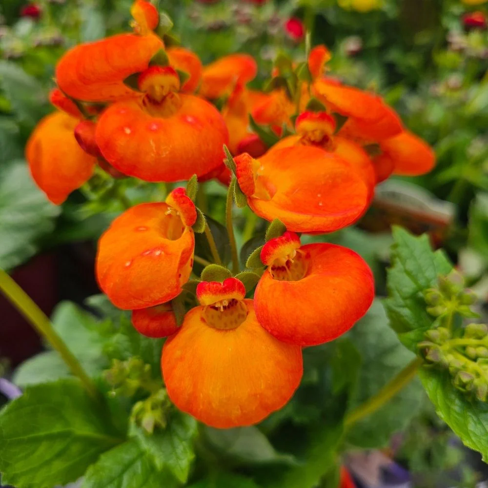Calceolaria Orange | Slipper Flowers 2 Litre