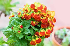 Calceolaria Red | Slipper Flowers - Image 2