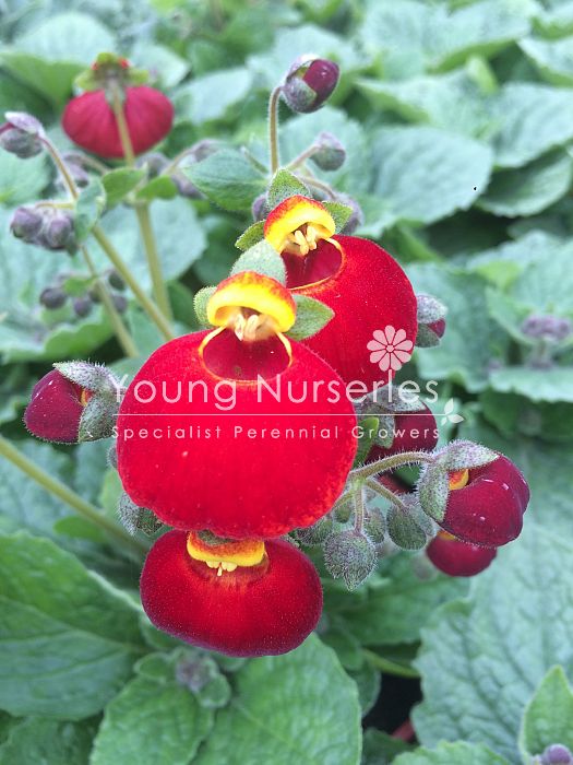 Calceolaria Red | Slipper Flowers - Image 3