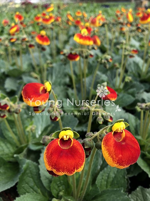 Calceolaria Sunset Red | Slipper Flowers - Image 3