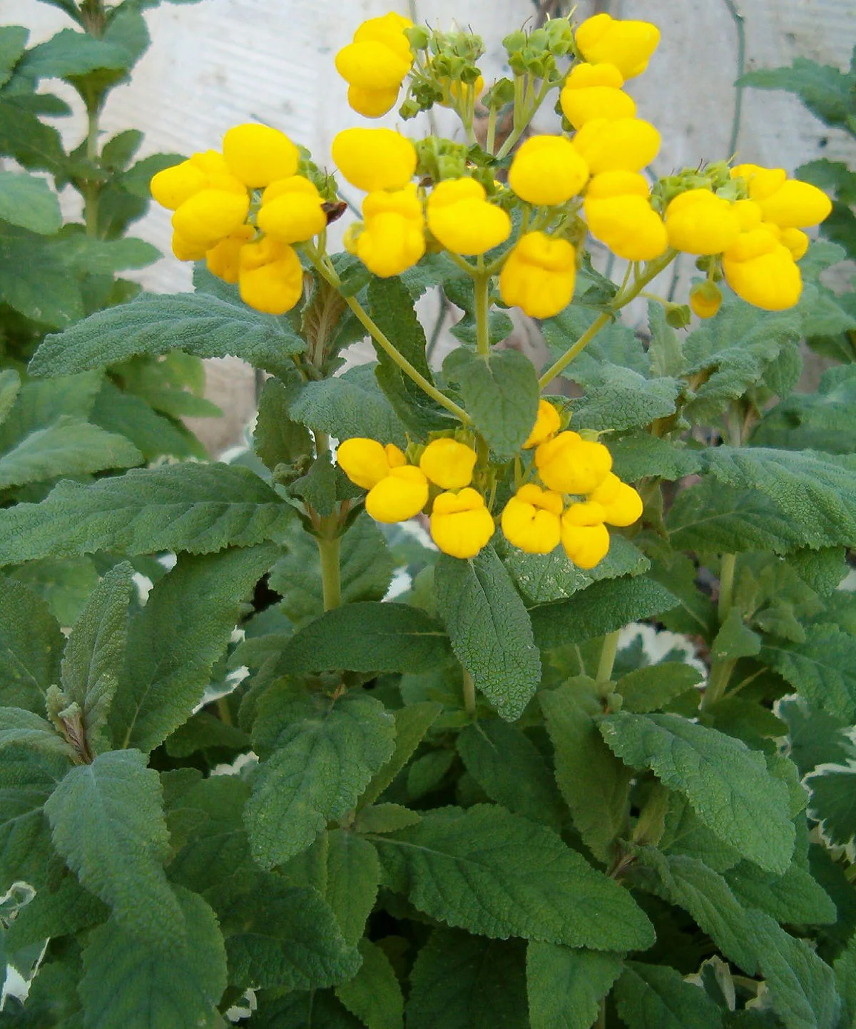 Calceolaria Yellow | Slipper Flowers - Image 2
