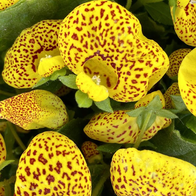 Calceolaria Yellow | Slipper Flowers - Image 3