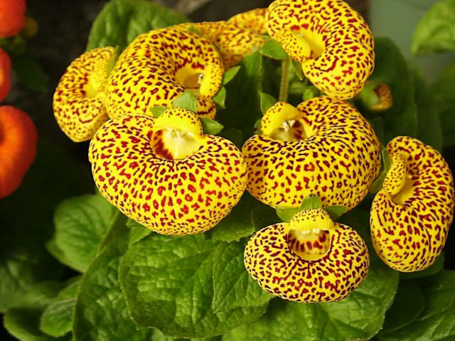 Calceolaria Yellow | Slipper Flowers - Image 4