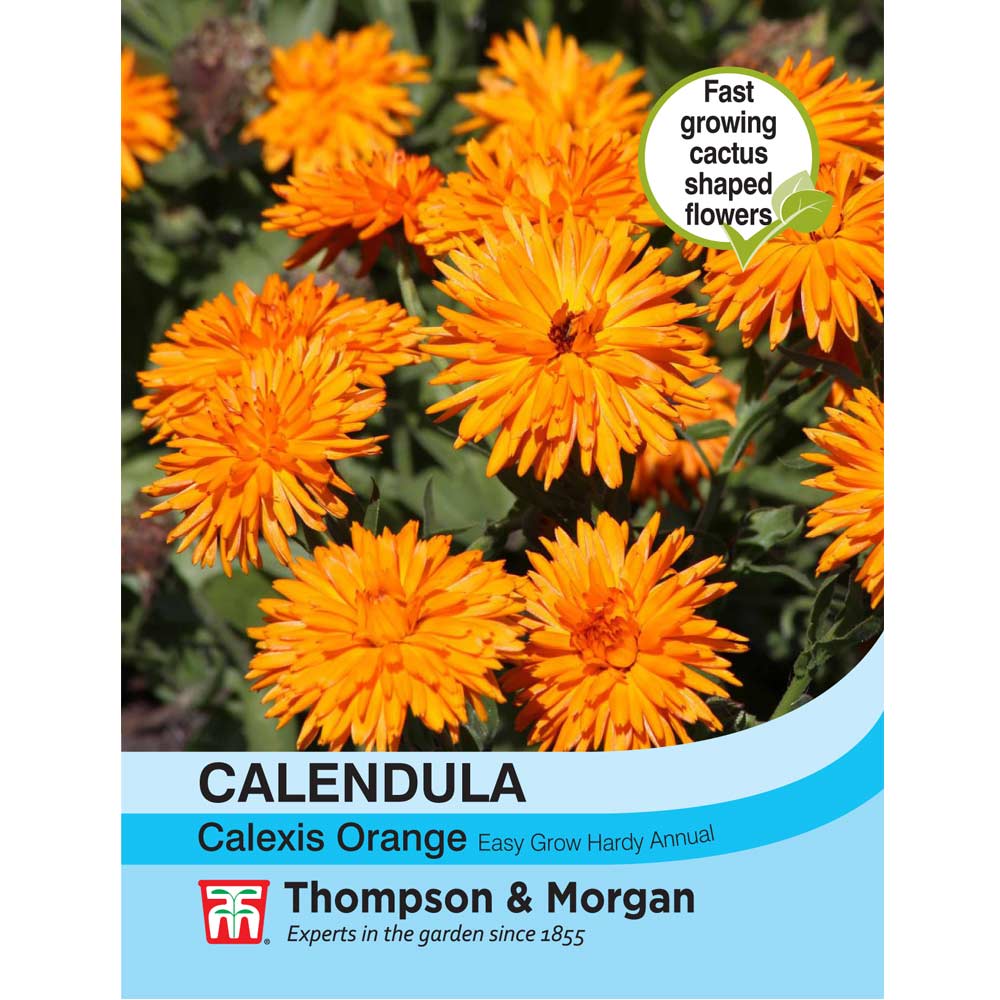Calendula Officinalis 'Calexis Orange'