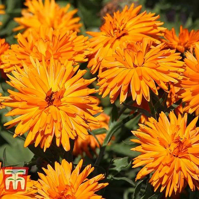 Calendula Officinalis 'Calexis Orange' - Image 2