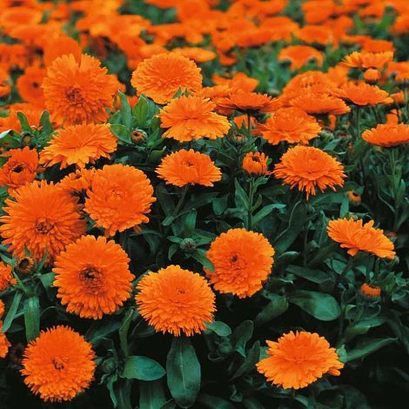 Calendula Officinalis 'Candyman Orange' - Image 2