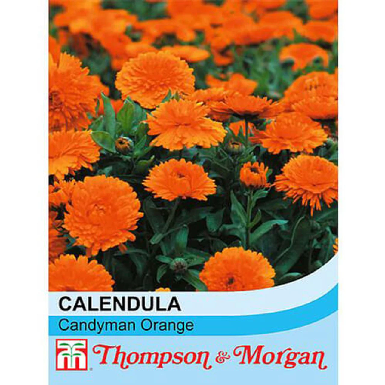 Calendula 'Crown Orange'