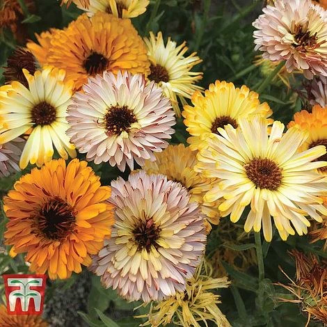 Calendula Playtime Mix