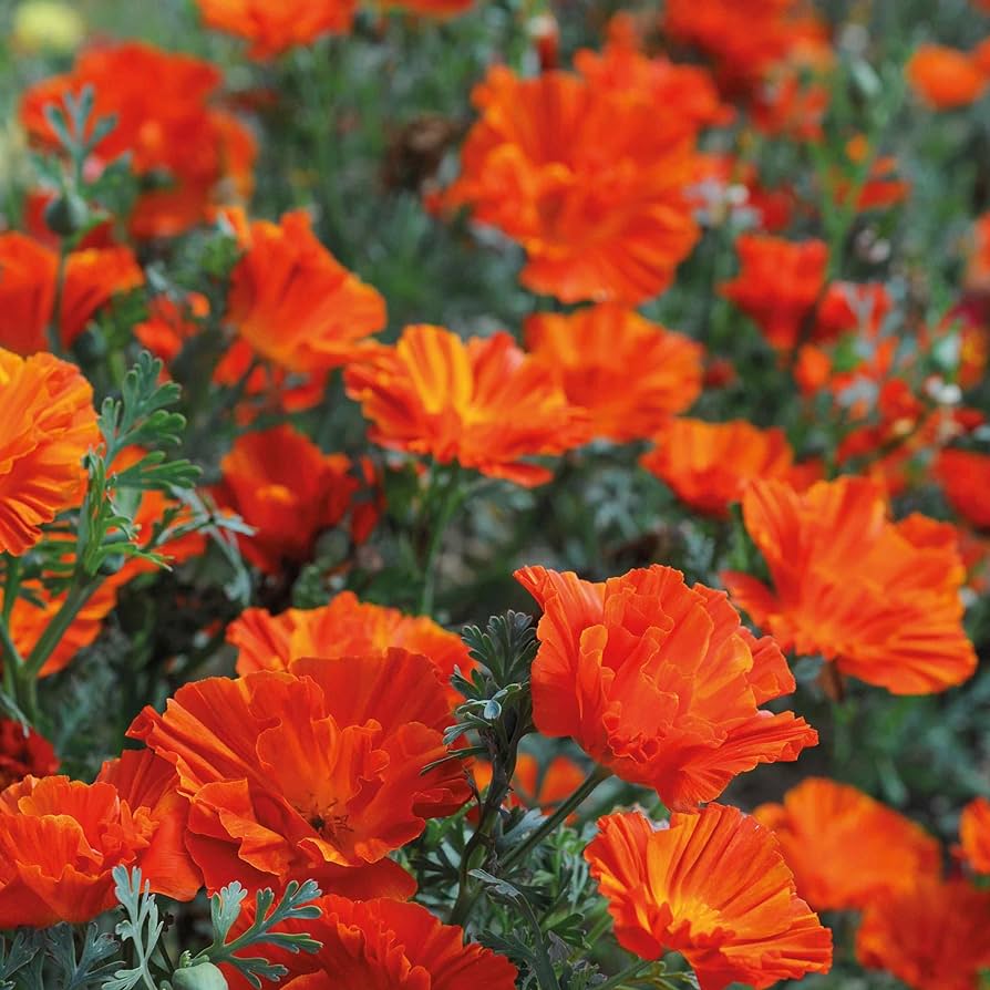 Californian Poppy 'Copper Swirl' - Image 2