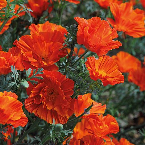Californian Poppy 'Copper Swirl' - Image 2