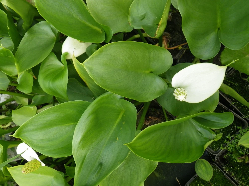 Calla palustris P9 - Image 2