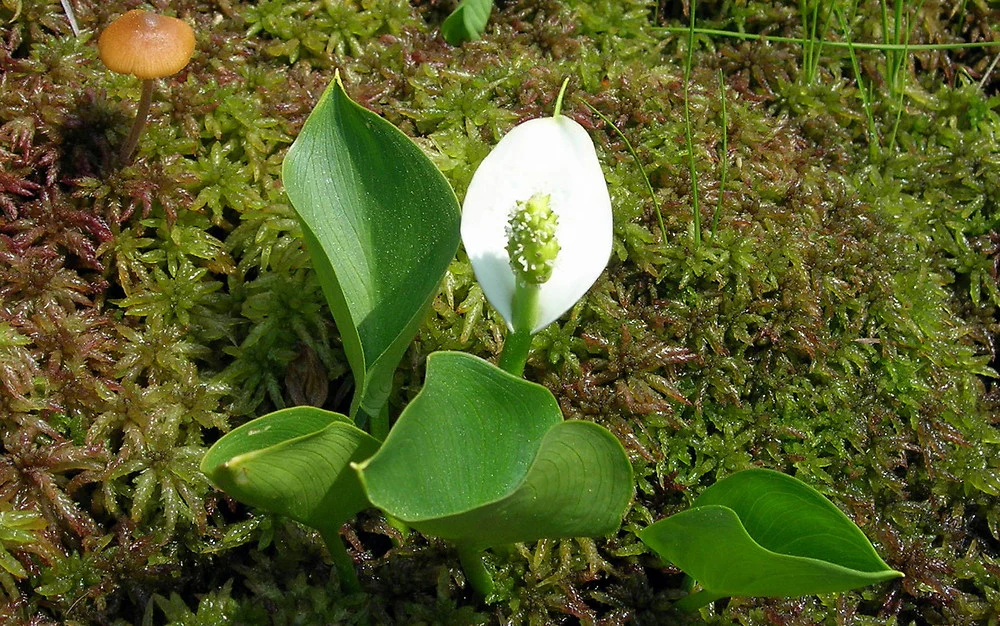 Calla palustris P9 - Image 3