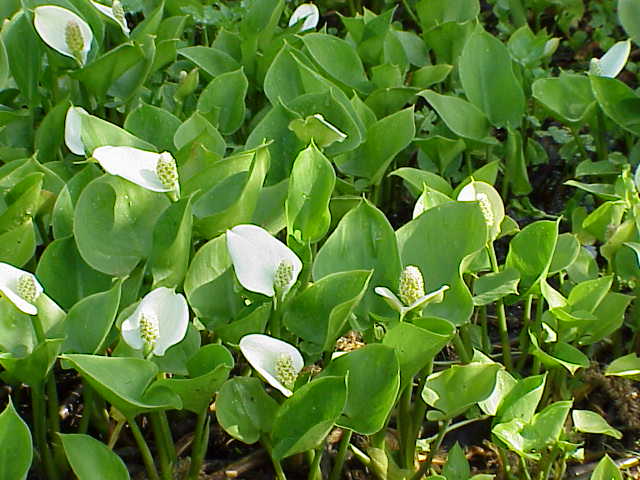 Calla palustris P9 - Image 4