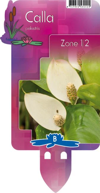 Calla palustris P9 - Image 5