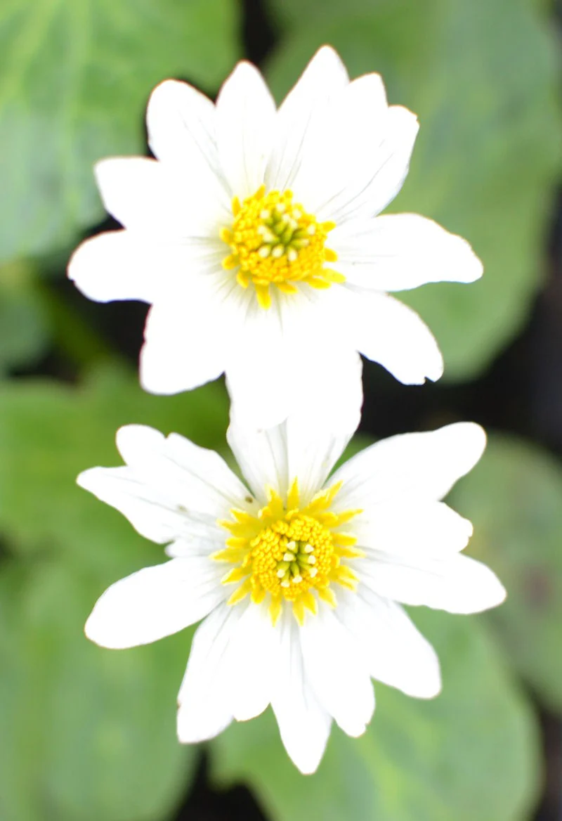 Caltha leptosepala | Giant Marsh Marigold P9 - Image 2