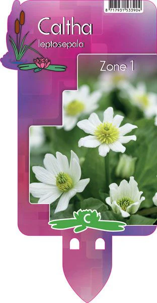 Caltha leptosepala | Giant Marsh Marigold P9 - Image 3