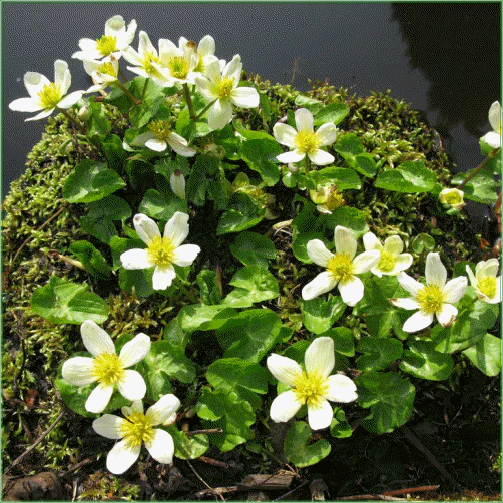 Caltha Palustris Alba | White Marsh Marigold P9 - Image 2
