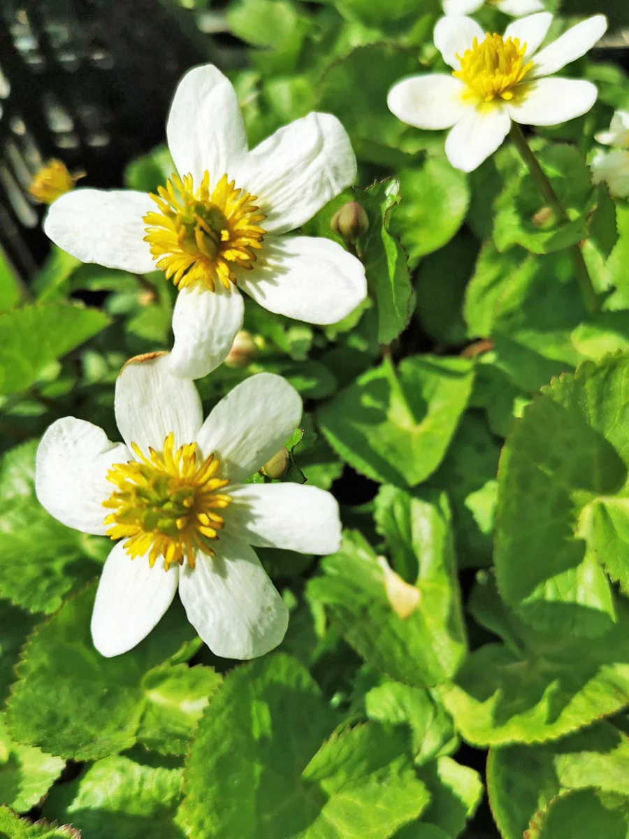 Caltha Palustris Alba | White Marsh Marigold P9 - Image 3