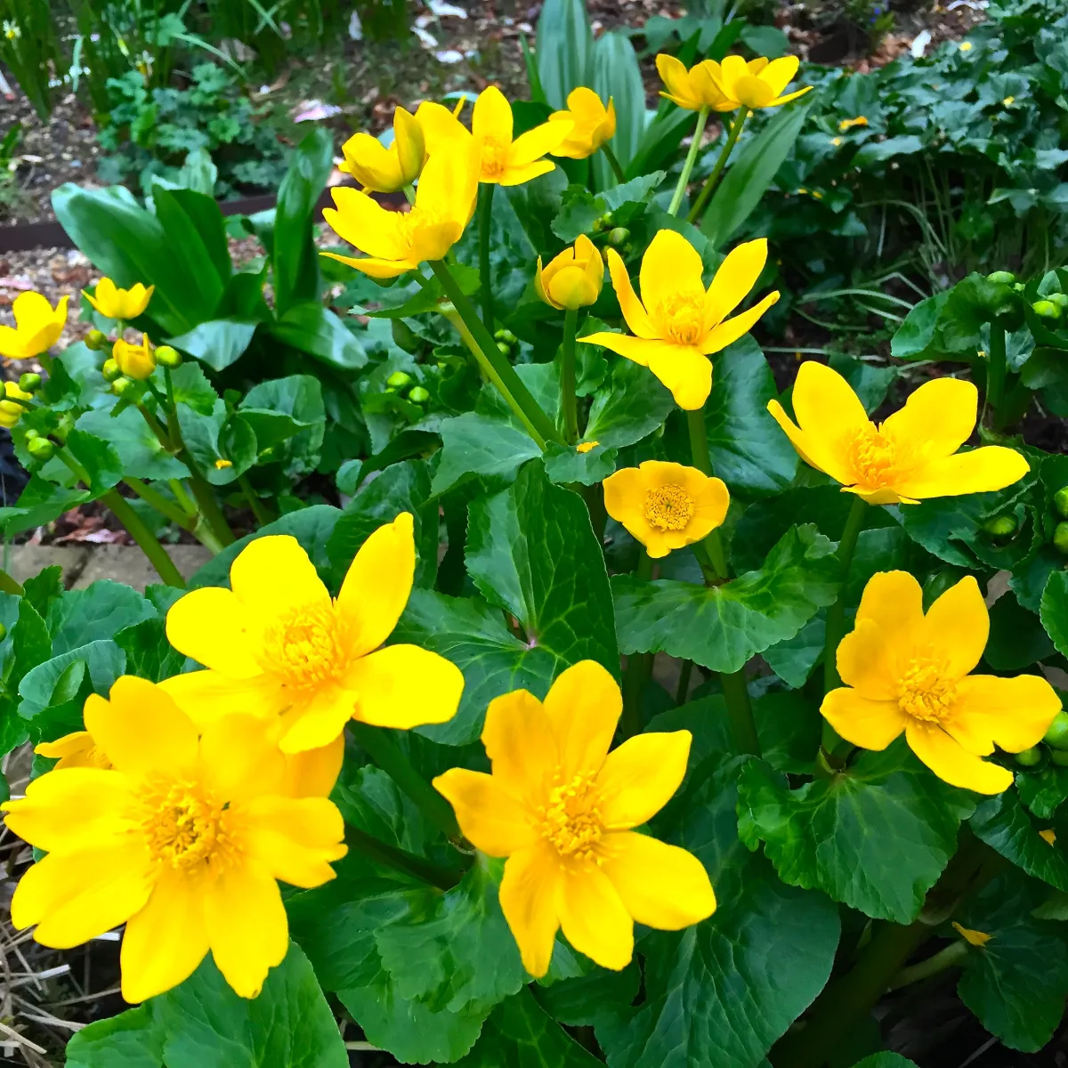Caltha palustris 'Polypetala' | Giant Marsh Marigold P9