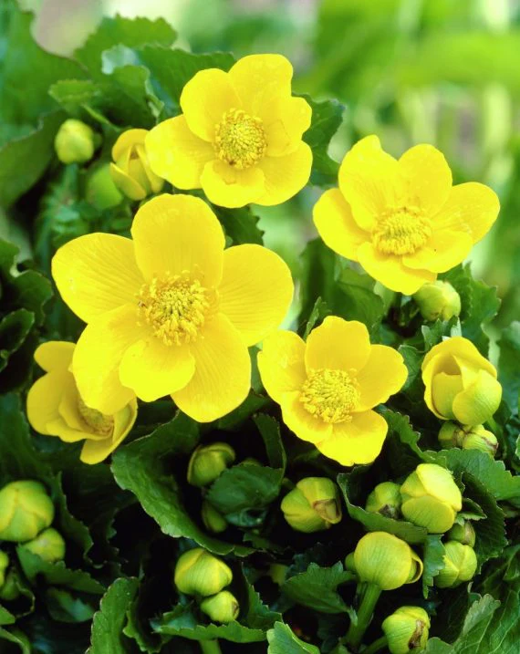 Caltha palustris 'Polypetala' | Giant Marsh Marigold P9 - Image 2