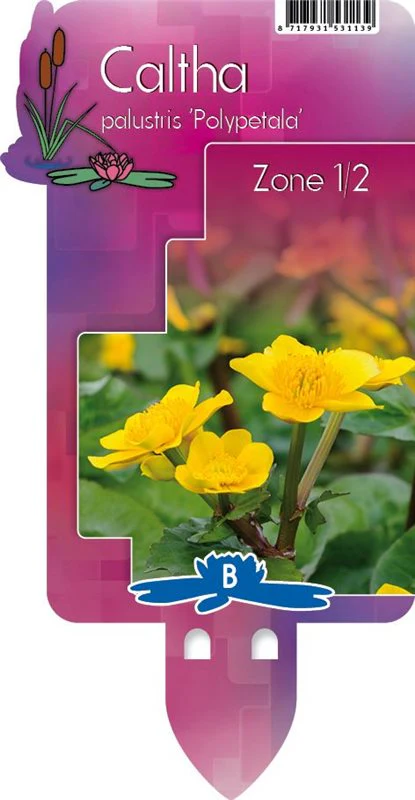 Caltha palustris 'Polypetala' | Giant Marsh Marigold P9 - Image 3