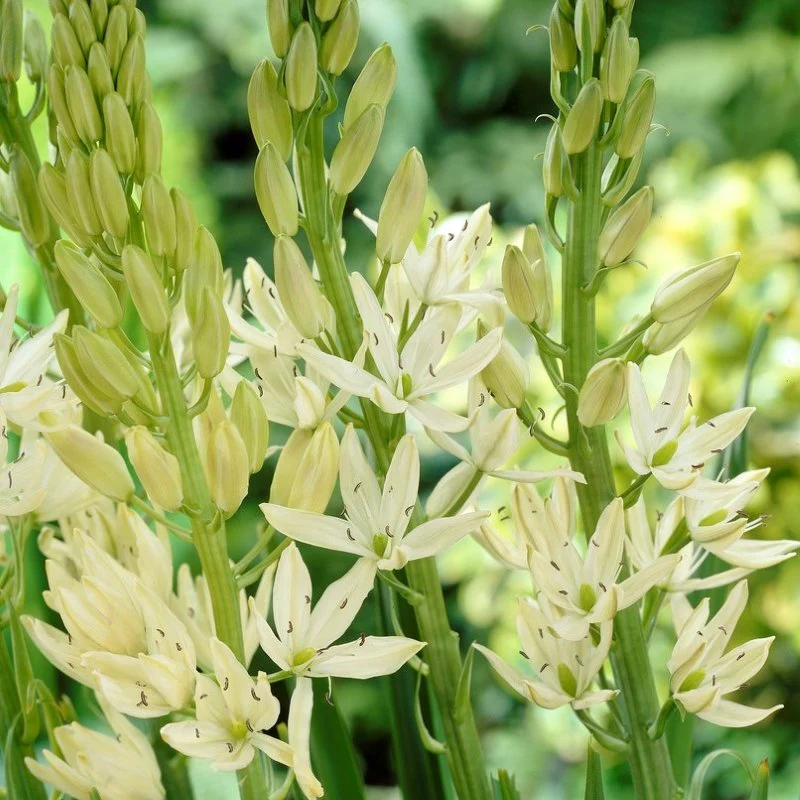 Camassia caerulea 'Alba' 2 Litre