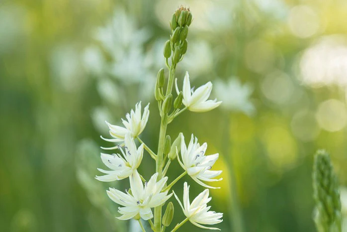 Camassia caerulea 'Alba' 2 Litre - Image 2