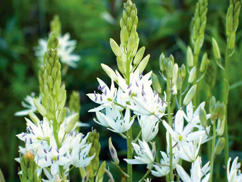 Camassia caerulea 'Alba' 2 Litre - Image 3