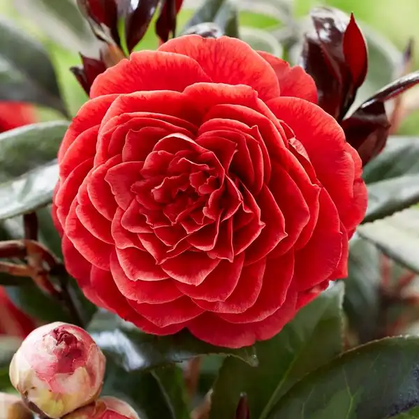 Camellia japonica 'Femme Fatale' 1.5 Litre - Image 3