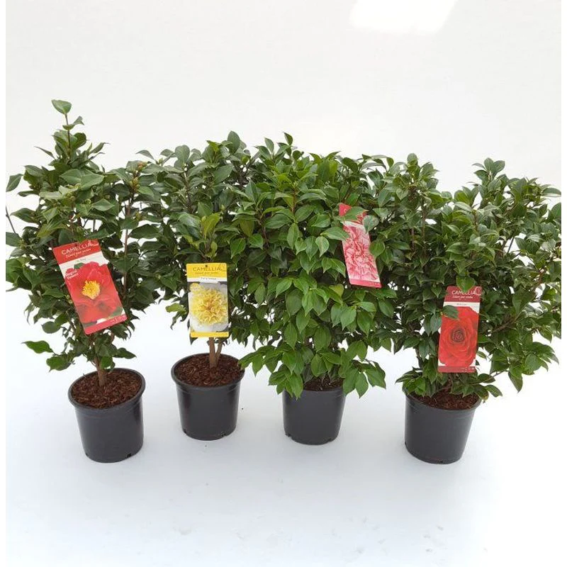 Camellia Japonica Mix | Tall (60-80 cm) With 40 Buds (6.5 Litre)