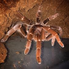 Cameroon Red Baboon Spider (Hysterocrates gigas “Cameroon Red”)