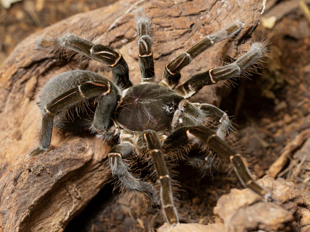 Cameroon Red Baboon Spider (Hysterocrates gigas “Cameroon Red”) - Image 2