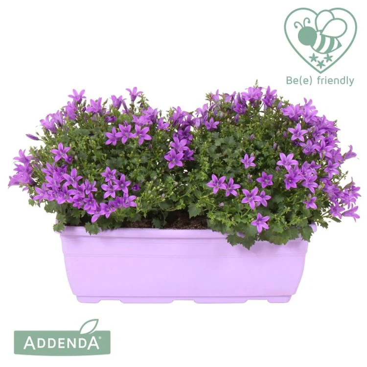 Campanula 'Ambella Intense Purple' / Window box 27 cm