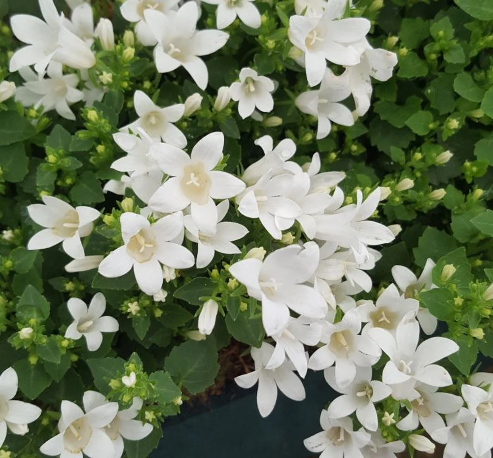 Campanula Clockwise White Blush (9cm)