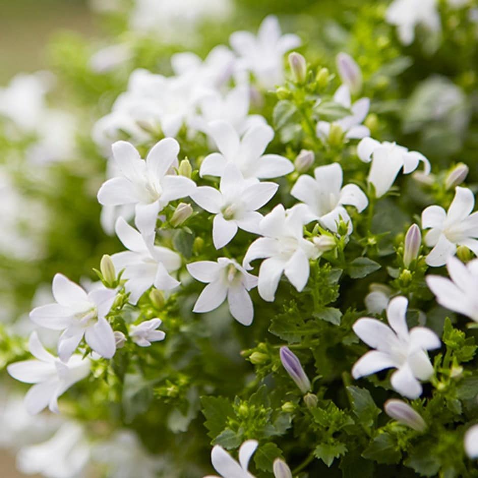 Campanula Clockwise White Blush (9cm) - Image 3