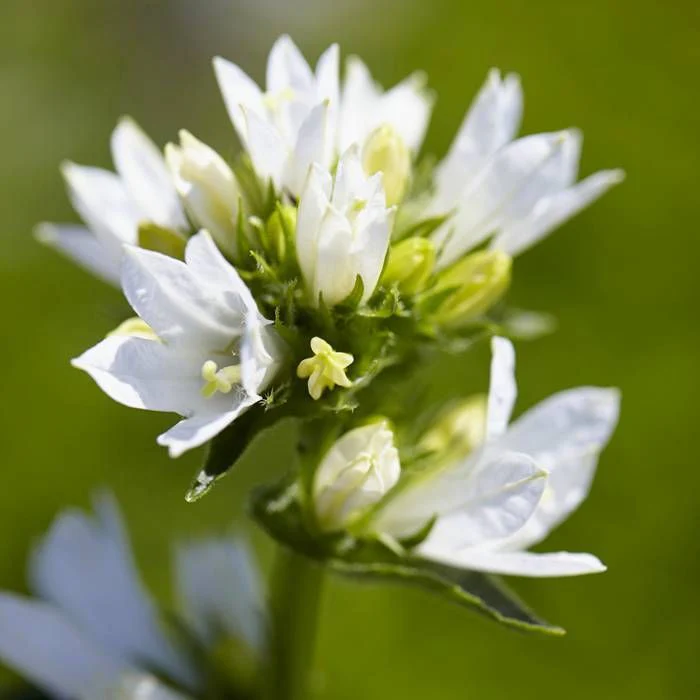 Campanula glomerata 'Alba' - Image 3