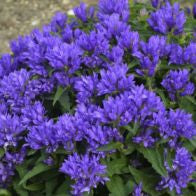 Campanula glomerata 'Genti Blue' 2 Litre