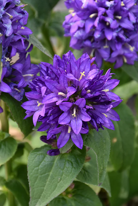 Campanula Glomerata | 'Superba' (2 Litre) - Image 2