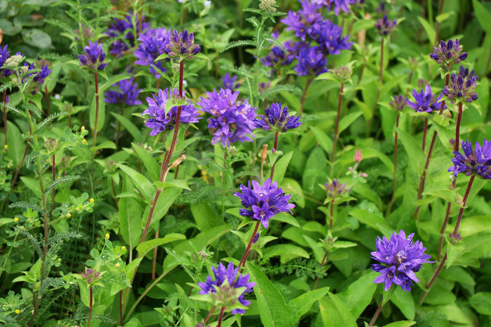 Campanula Glomerata | 'Superba' (2 Litre) - Image 3