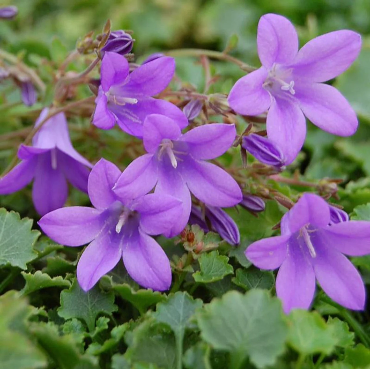 Campanula Muralis Catharina