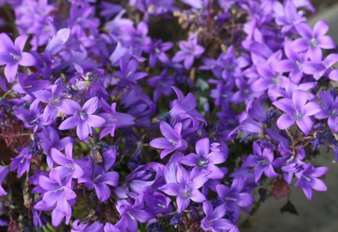 Campanula Muralis Catharina - Image 2