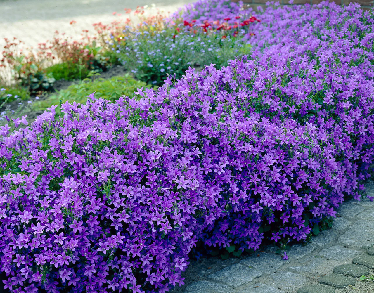 Campanula Portenschlagiana 'Dark Take Me' - Image 3