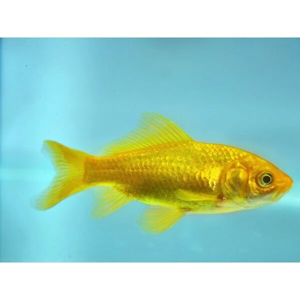 Canary Yellow Goldfish 2-3" - Image 2