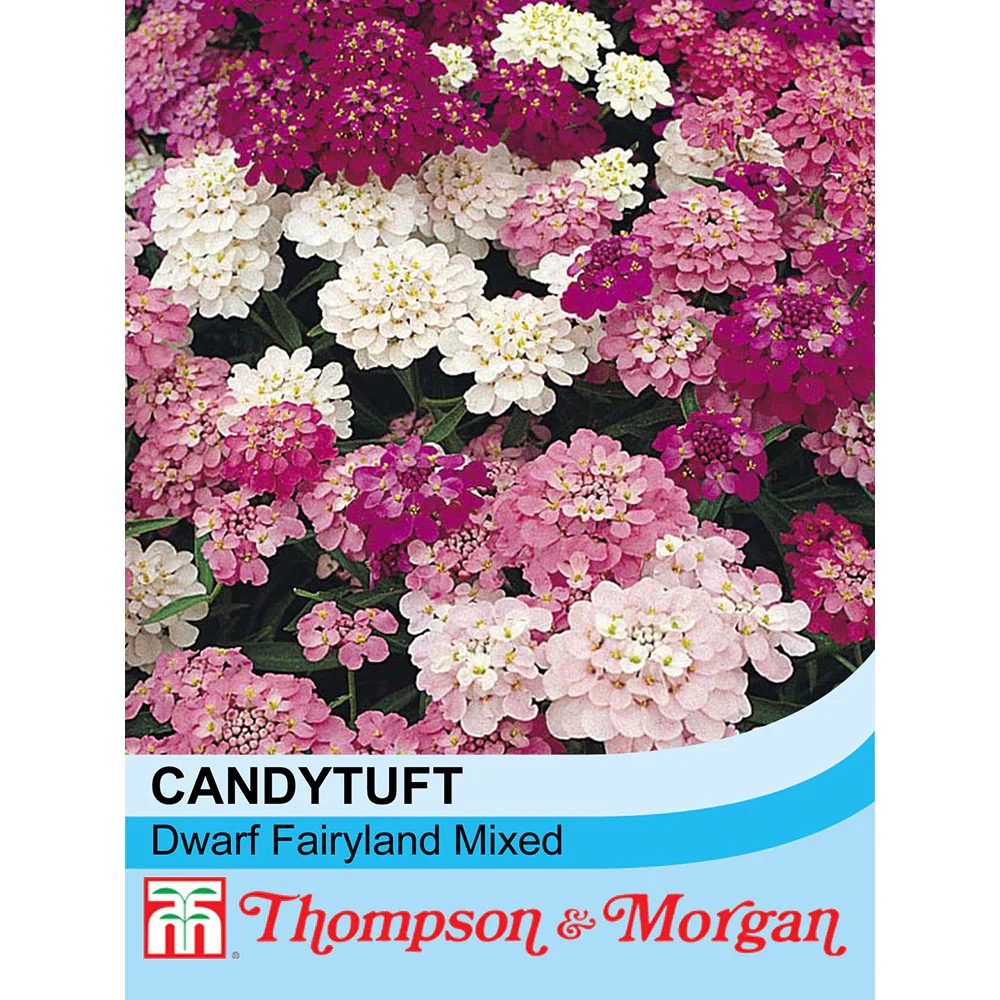 Candytuft 'Dwarf Fairyland Mixed'
