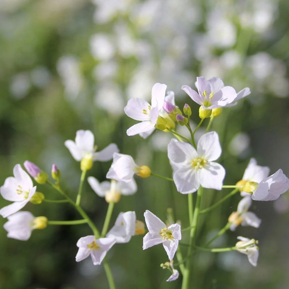 Cardamine pratensis 'Flore pleno' / P9 - Image 2