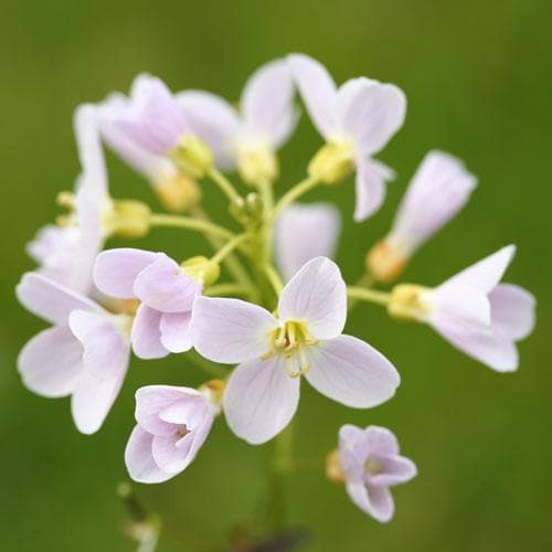 Cardamine pratensis 'Flore pleno' / P9 - Image 3