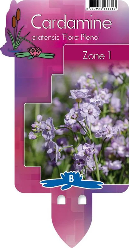 Cardamine pratensis 'Flore pleno' / P9 - Image 4